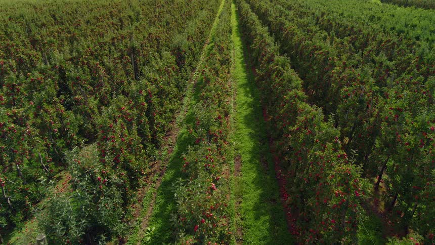 Vineyard filled with rows of plants