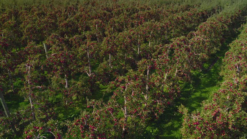 Vineyard filled with rows of plants