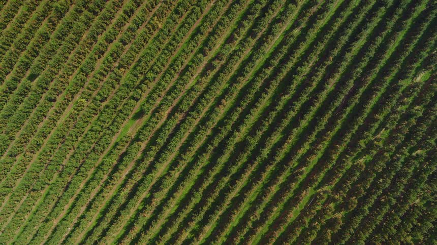 Crops sit in long even rows on a farm field