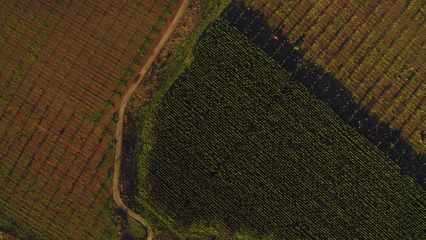 Top down aerial view of rows of fields in a rural farmland