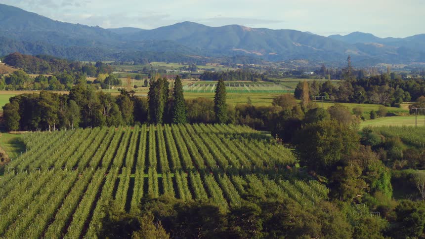Farmland filled with rows of plants and mountains on the horizon