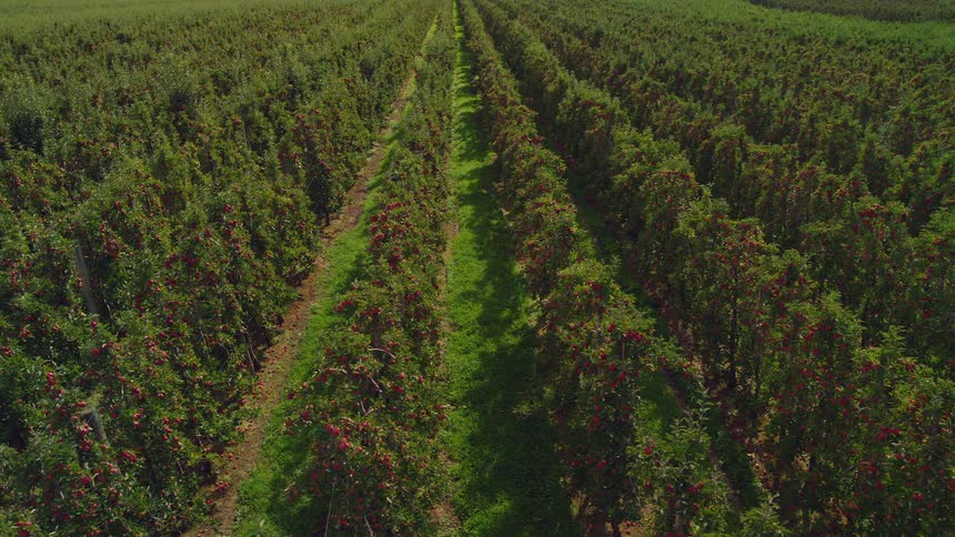 Rows of staked grapes are separated by rows of grass