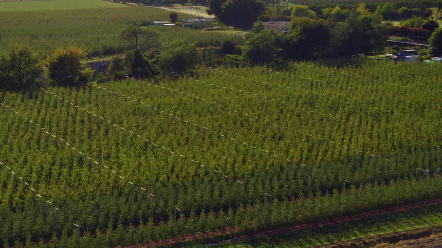 An aerial view of birds flying over crops on a farm