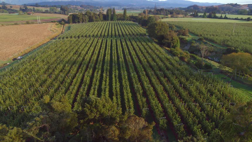 An aerial view of a vineyard