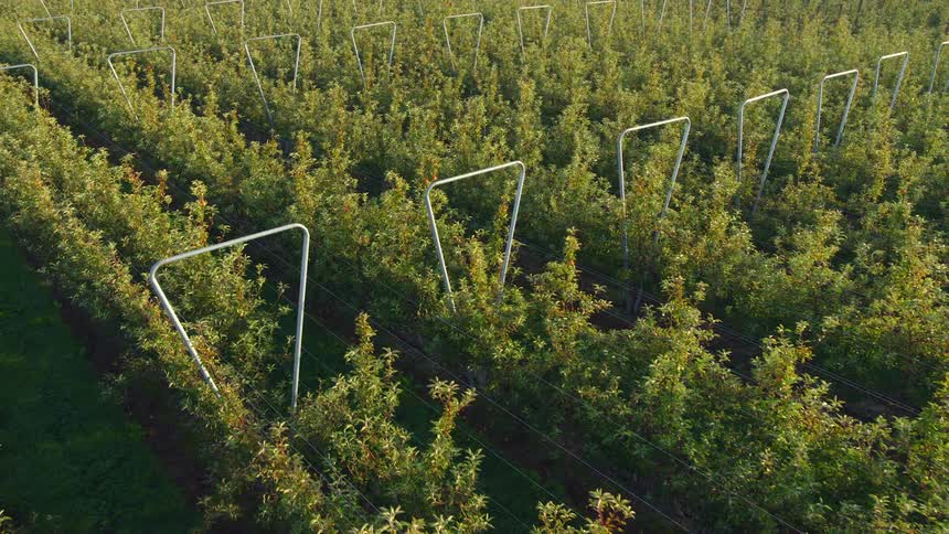 A vineyard with plants and leaves