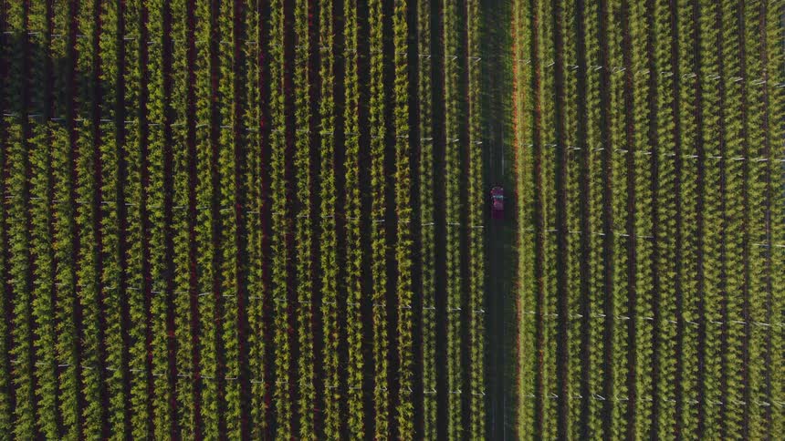 A farm vehicle drives through a break in a vast field of crops