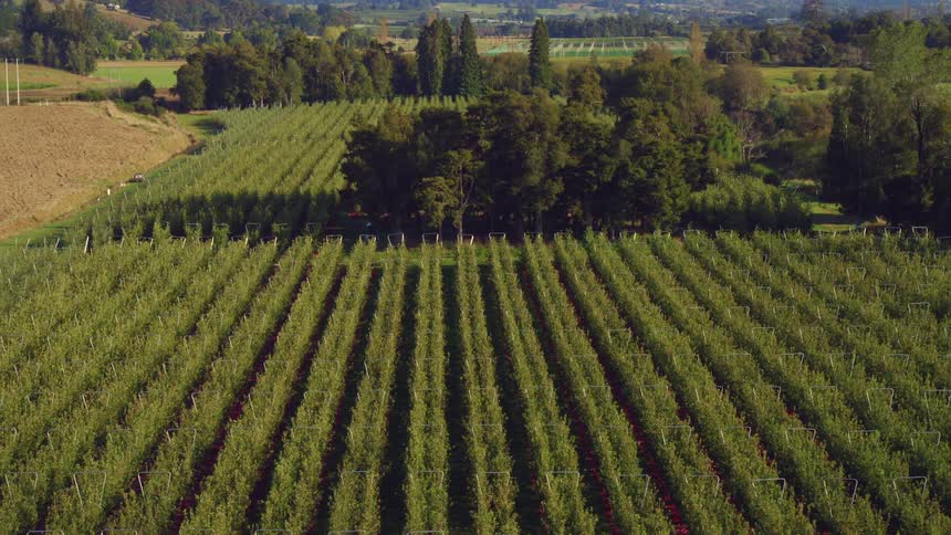 Aerial view of rows of crops on a platnation in the valley near a mountain range