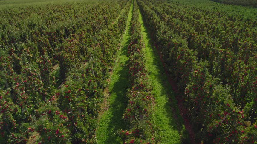Vineyard filled with rows of plants