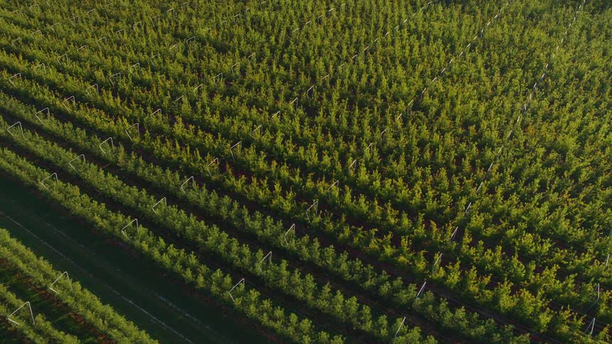 Rows of plants separated by grass fill crop fields