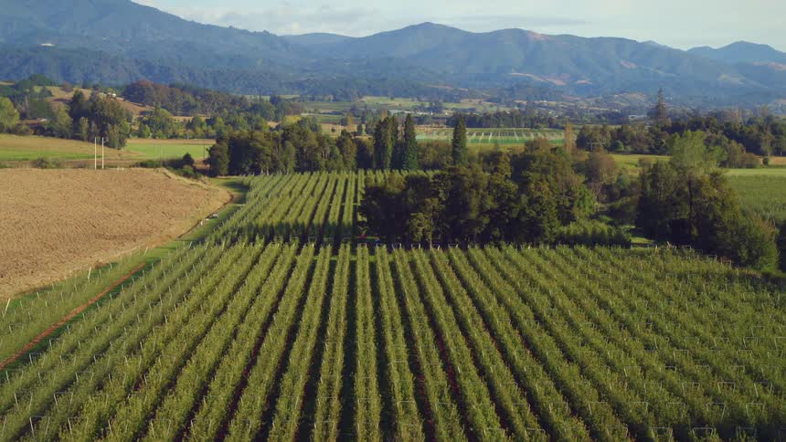 Rows of crop plants in fields with the mountains on the horizon