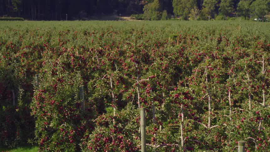 A vineyard with plats and fruits