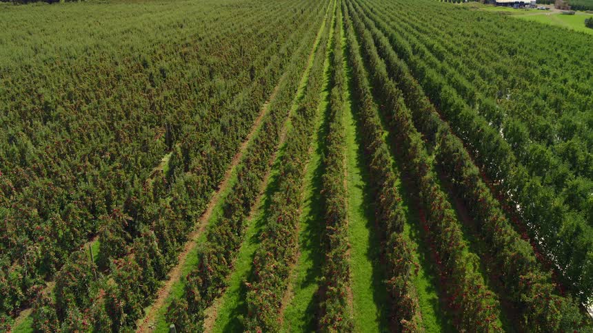 The large vineyard is full of green crops