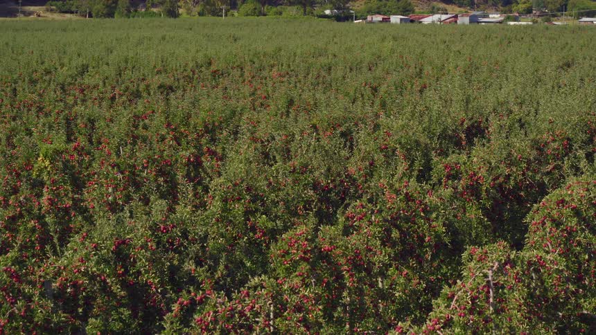A vineyard with plants and fruit with houses and trees in the background