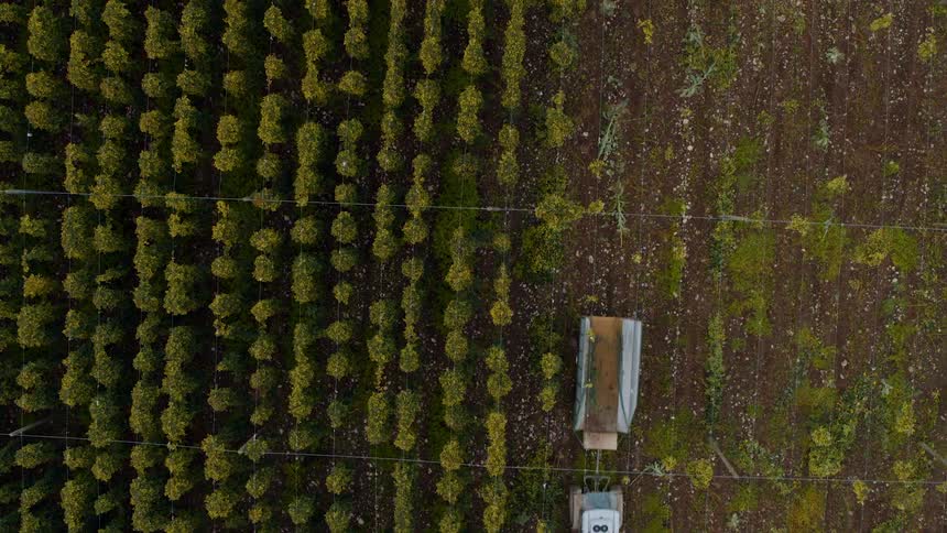 A tractor pulling a trailer is driving through trees in an orchard