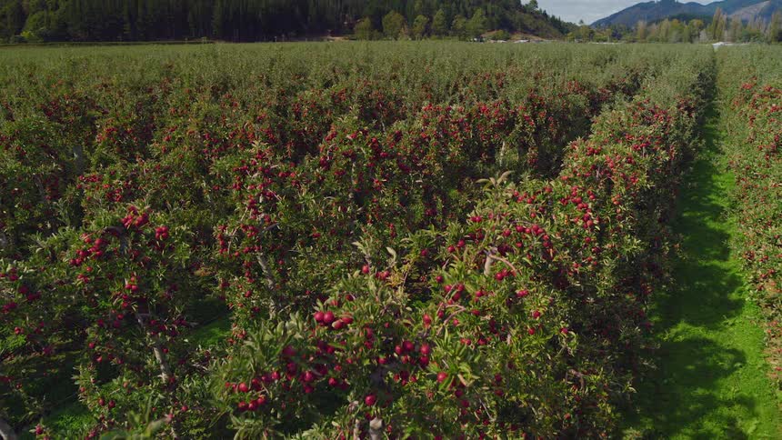 The farm is full of red grapes