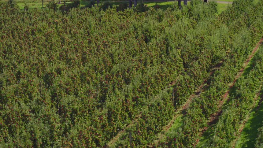 Aerial view of rows of crops on a plantation at daytime