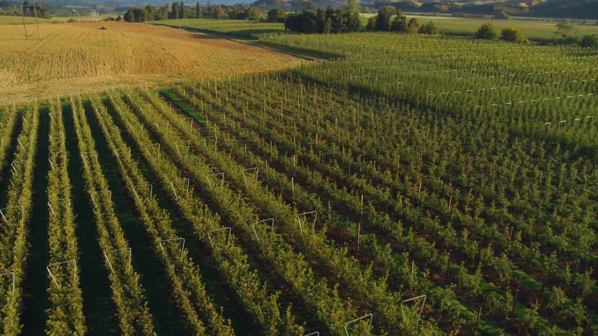 Aerial view of rows of crops on a plantation in a field