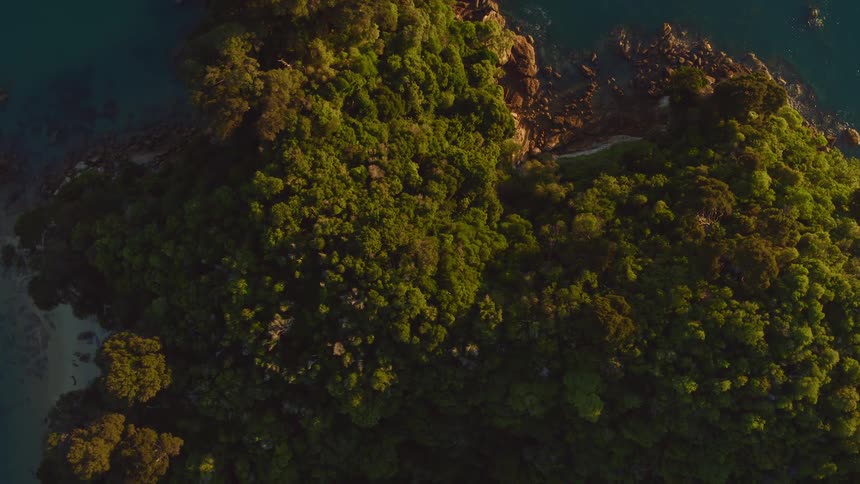 An aerial view of a forest and cliff on the shore
