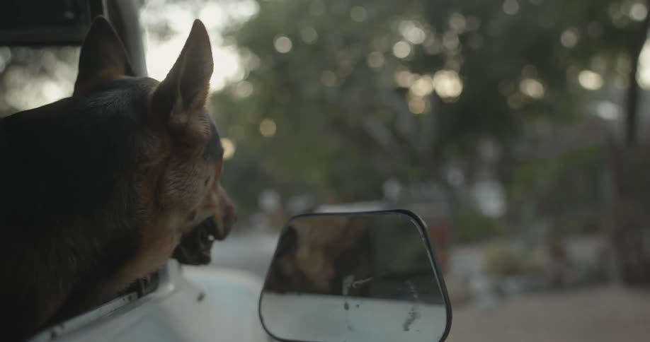 Dog sticks head out vehicle window the side mirror reflecting his image as he watches passing houses