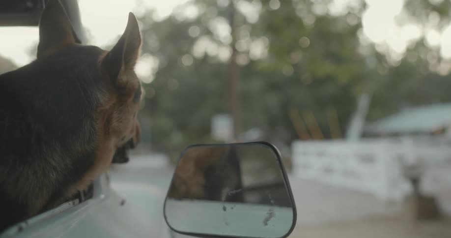 A dog is hanging out the vehicle as it drives