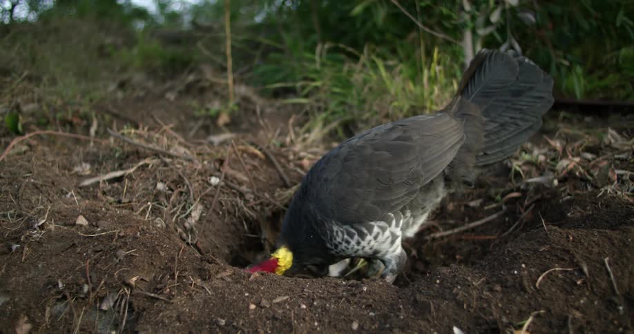 Fowl eating on a hole in the ground on a rural area