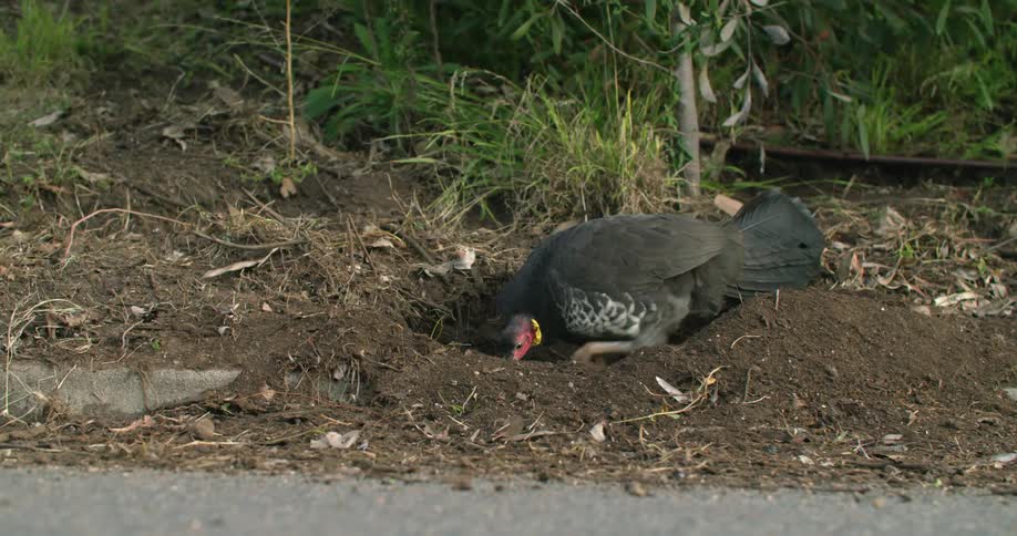 A bird with a beak and feathers digging in dirt with grass and plants in the background