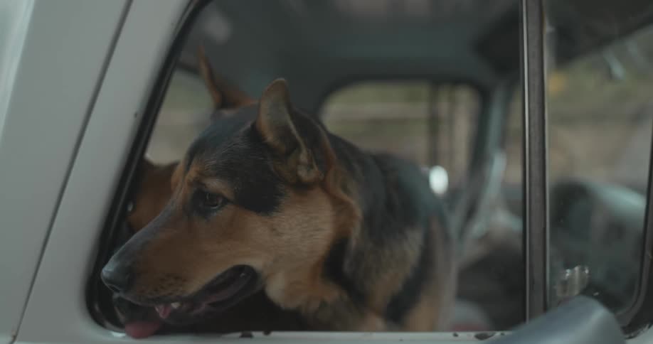 Two dogs hang their head outside the window of a parked truck