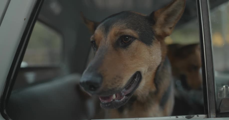 A pair of dogs stand in the cab of a parked truck