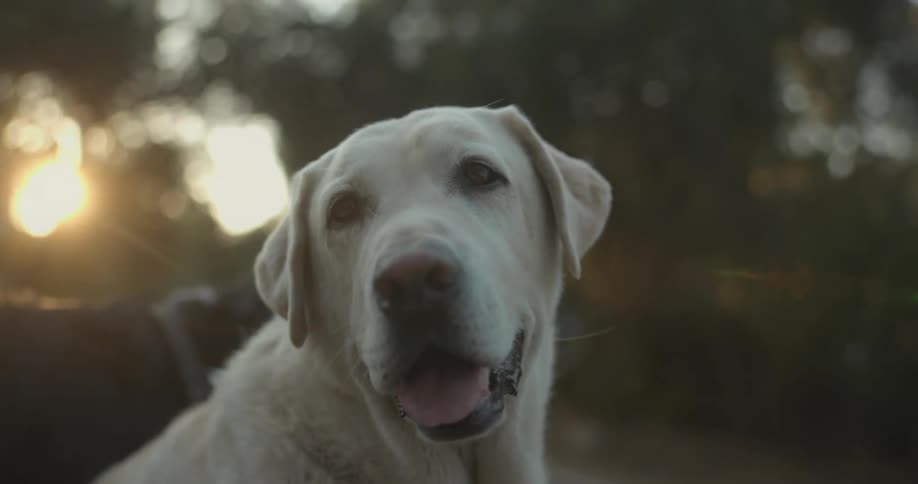 A white dog panting while riding in the back of a pickup truck