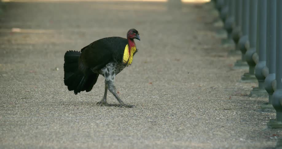 A bird with a beak and feathers walking next to a fence