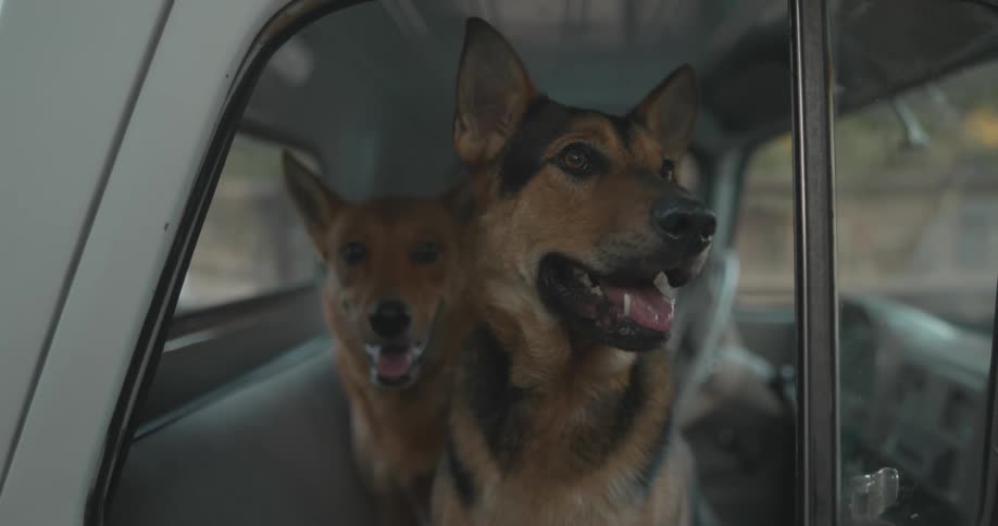 Two dogs sitting in a truck outdoors