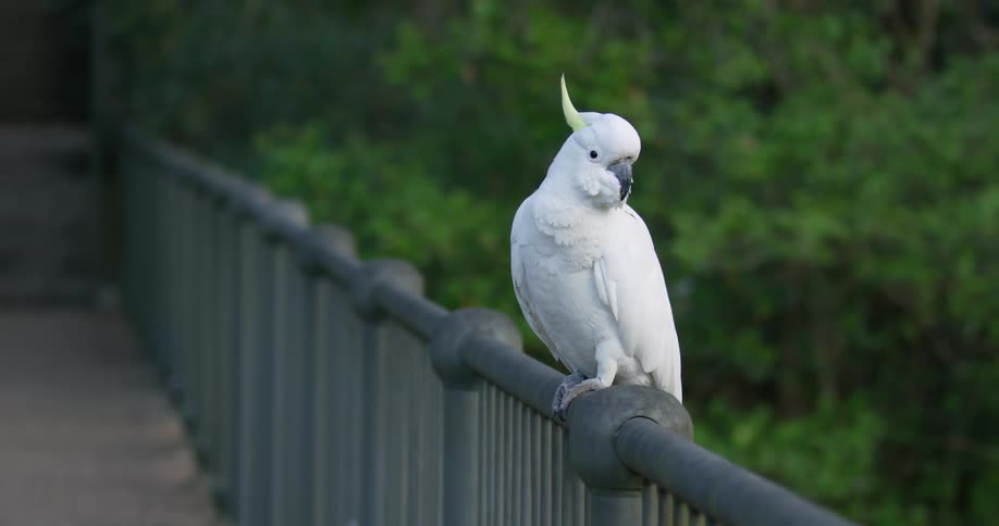 White cockatoo perches on metal railing backed by trees