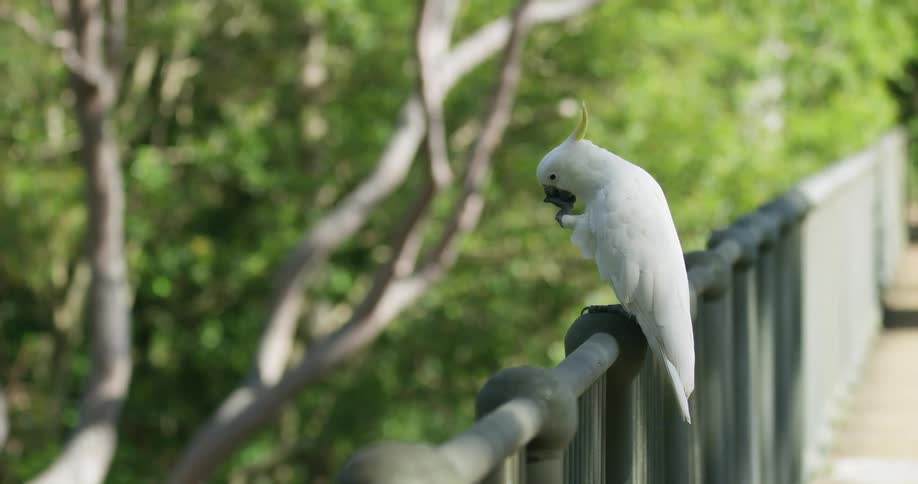 Parrot sits on a fence and chews on his claw