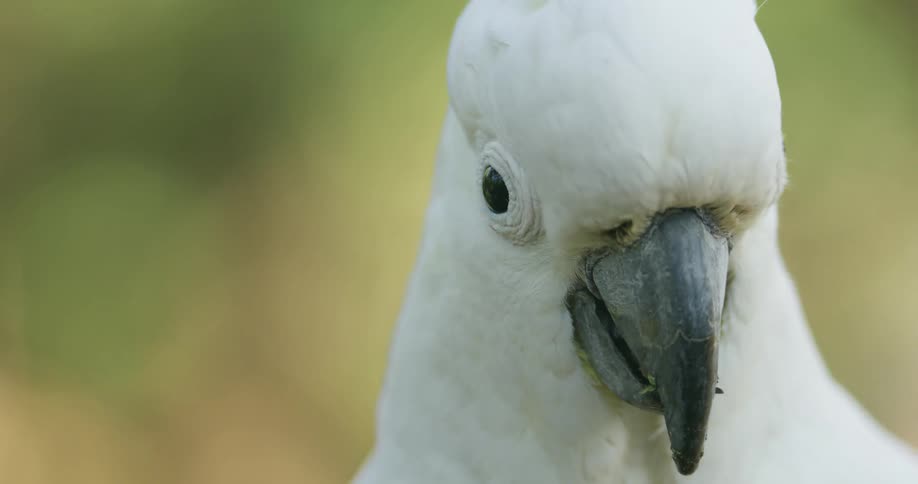 Close up of the face of a yellow crested cockatoo