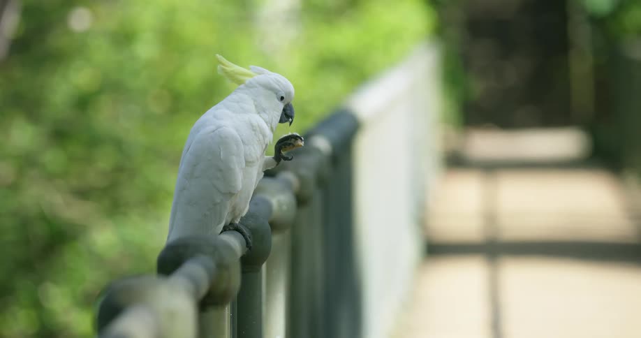 A sulphur crested cockatoo is sitting on a rail cleaning itself