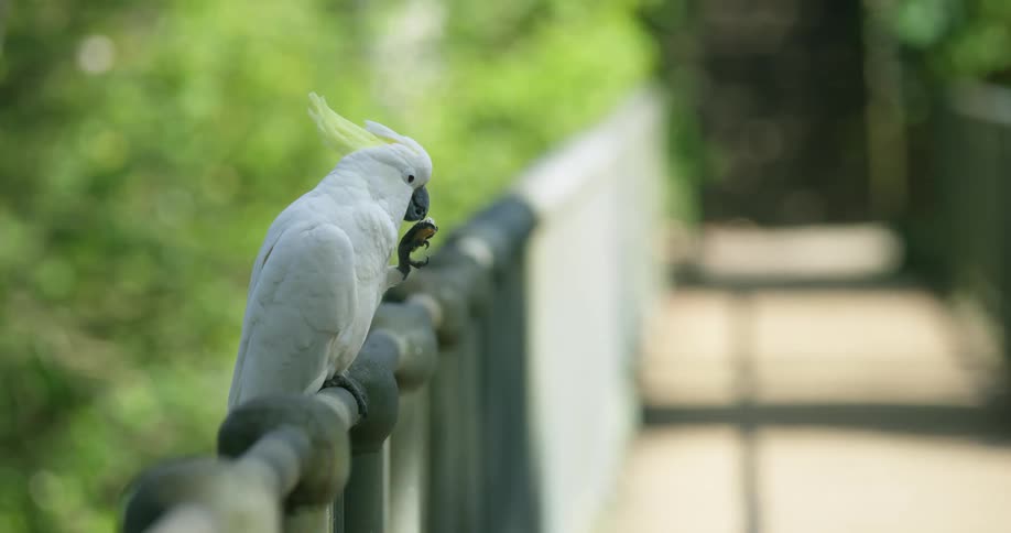 A white bird pecking at its foot while sitting perched on a handrail