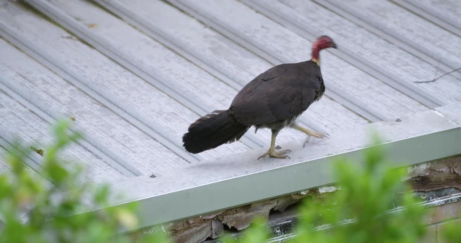 A turkey vulture walks across a metal roof