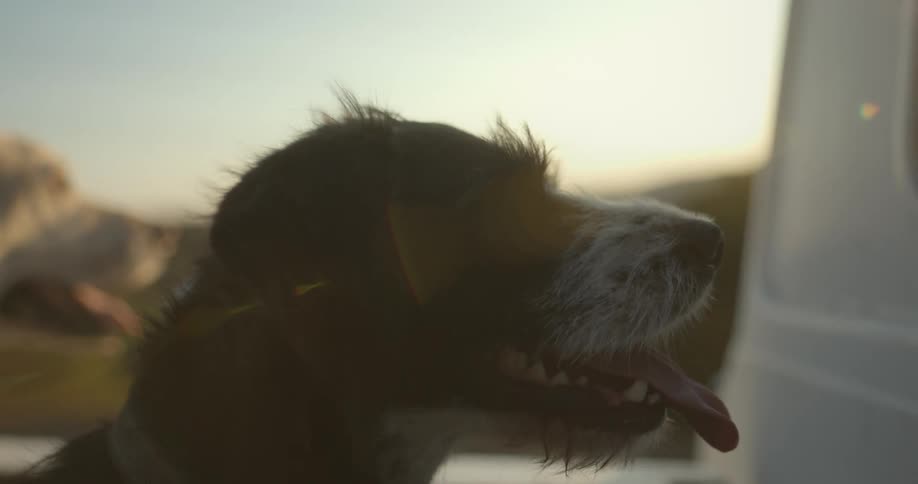A pair of dogs ride in the back of a truck as it travels down a country road during the day