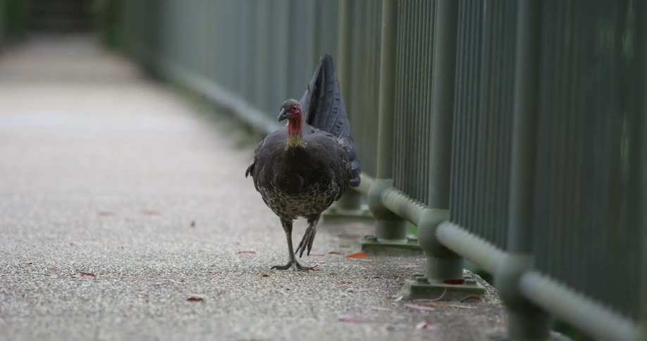 A bird with a beak and feathers walking next to a fence