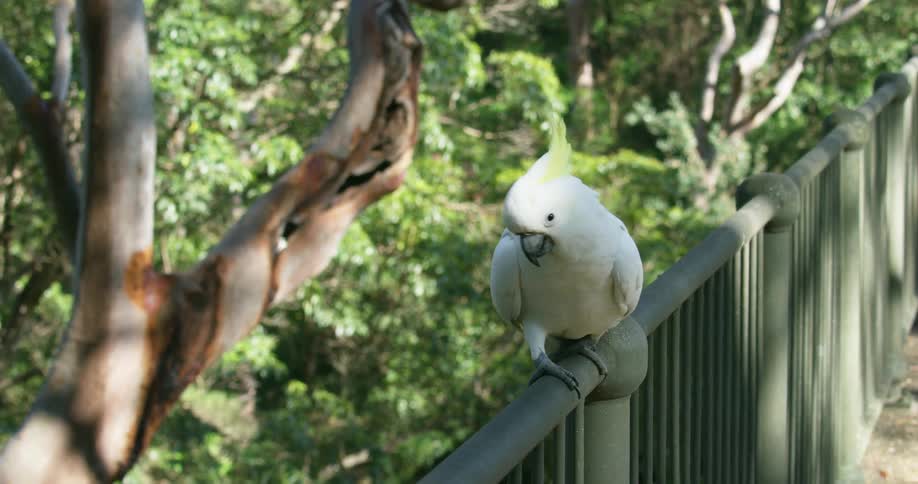 A sulphur crested cockatoo is walking along the top of a fence rail