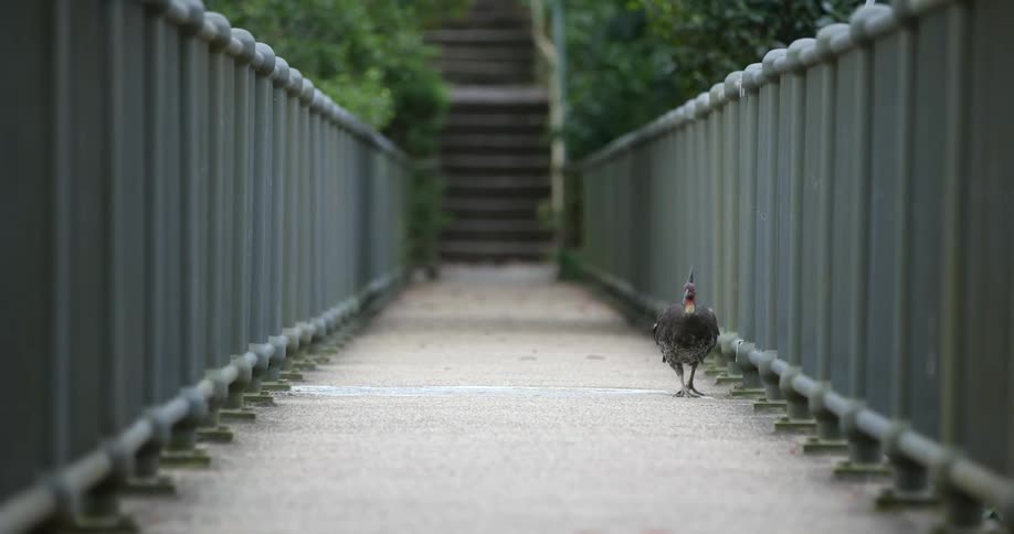 Fowl walking between the banisters of a bridge near stairs