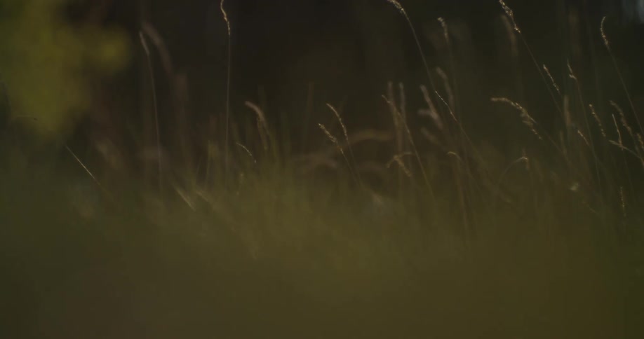 Wild grasses sway in the wind
