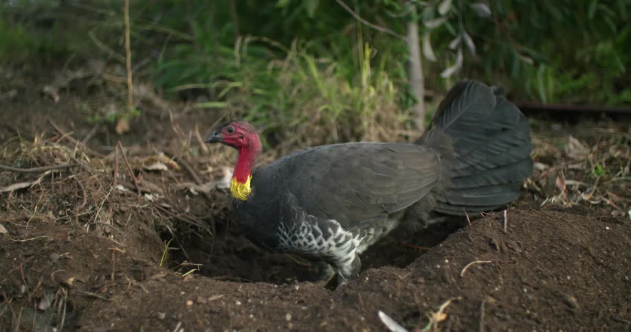 A bird is digging in the soil