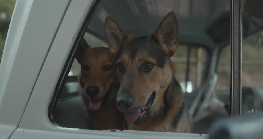 Two dogs in a vehicle with trees the sky and clouds in the background