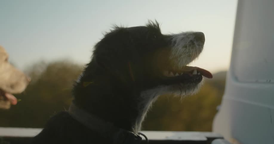 A couple of dogs riding on the back of a truck driving on a road on a rural area at morning