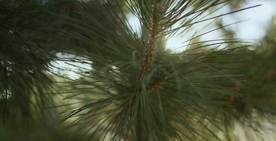 A close up view of some leaves on a tree