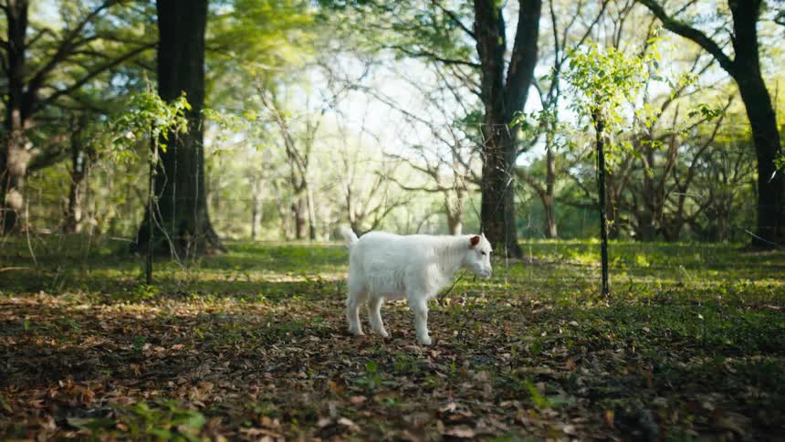 A baby goat grazing in a pen