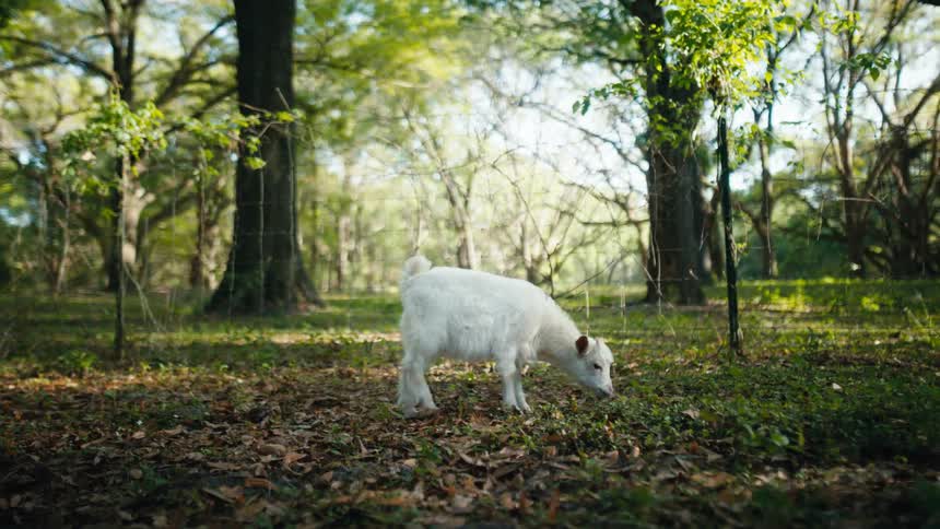 A goat that is eating out in a forest