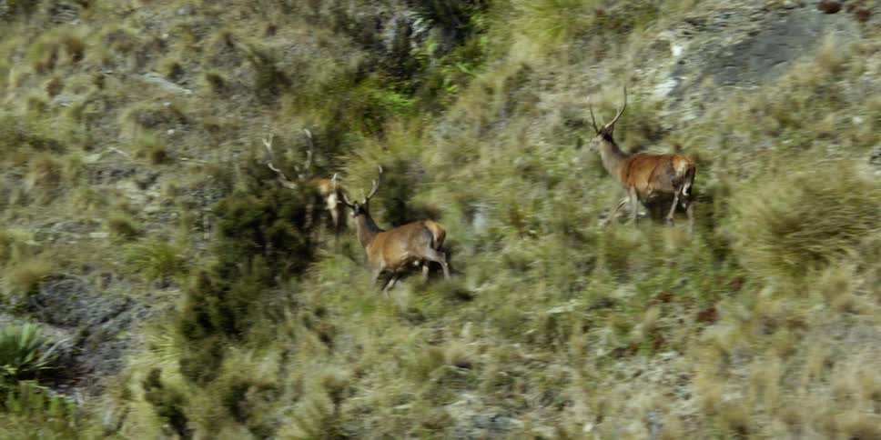 Three deer run across a field