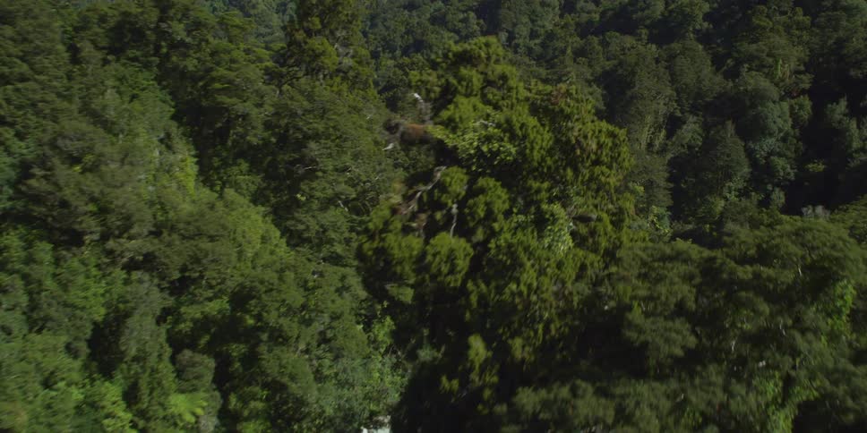Aerial of lush green forest and a hidden trail between the trees
